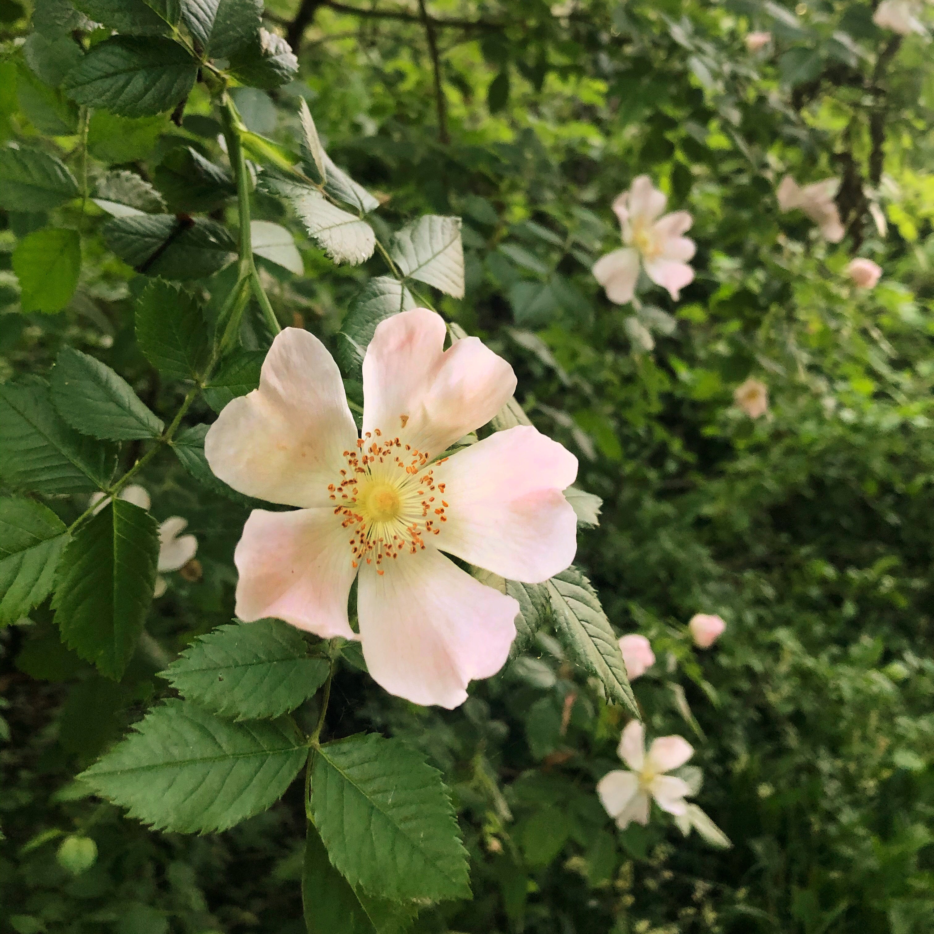 Why we love rose skincare + why you should, too! SARAH'S SOAPS