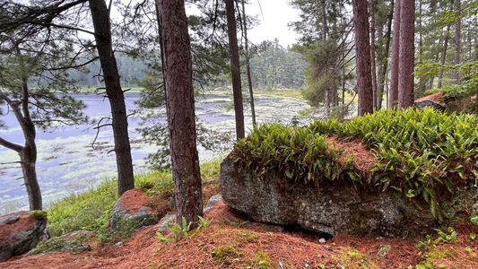 Summer camping in Algonquin Park, Ontario