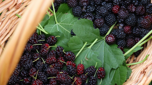 WILD BERRY BALM: mulberries, black raspberries + elderberries... oh my!