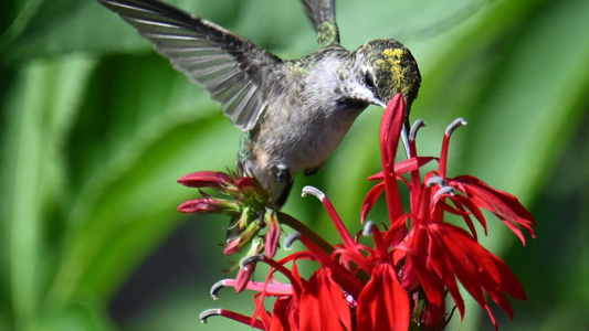 a hummingbird drinking nectar out of a cardinal flower blossom
