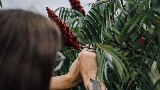 WILD FORAGING: plantian, rosehips, sumac + white spruce resin