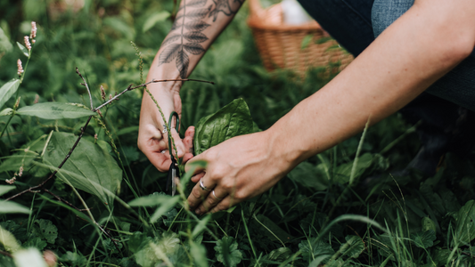WILD FORAGING: wild garlic + pesto recipe