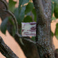 ROSEMARY + FIG LEAF birthday bar soap