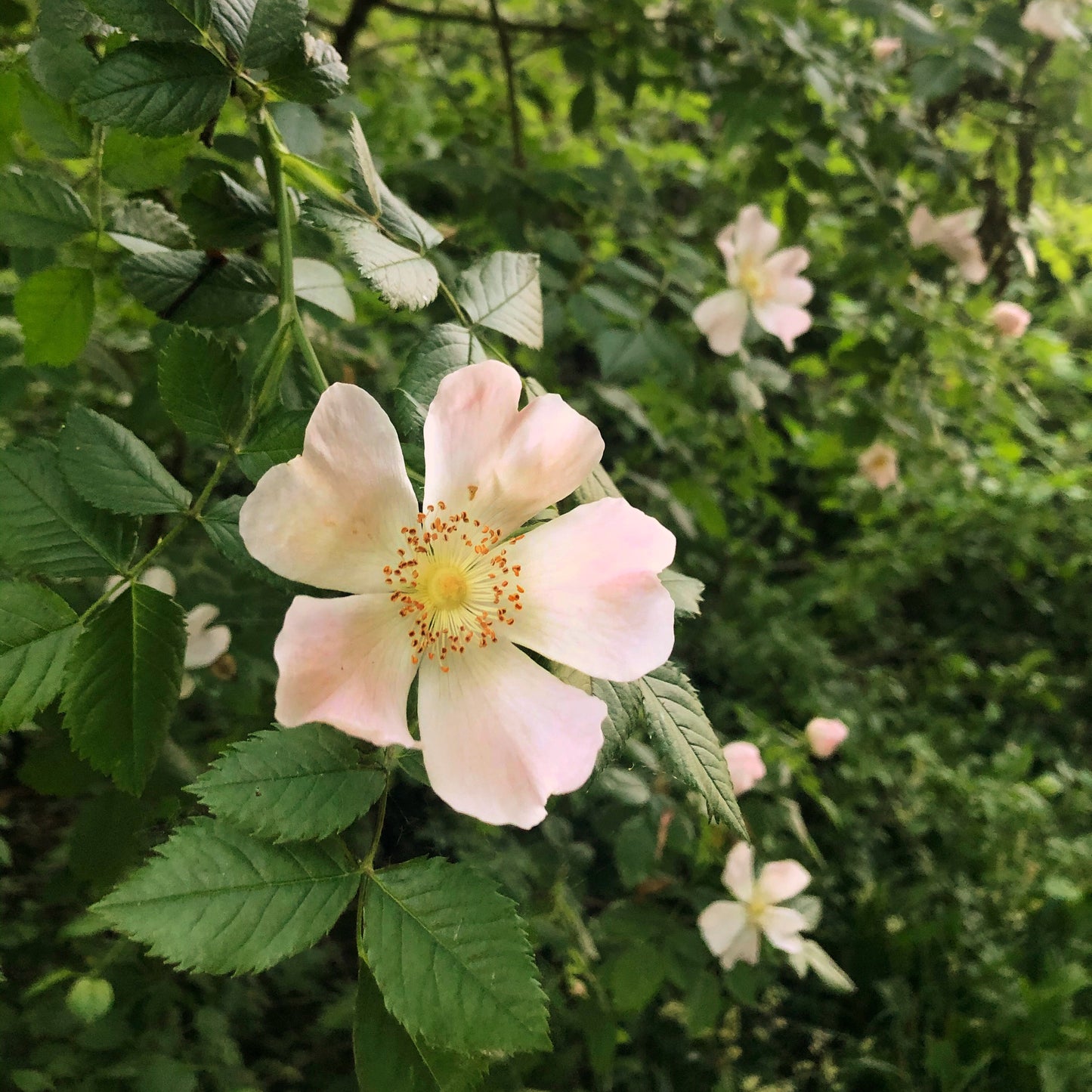 WILD ROSE + FRANKINCENSE collection